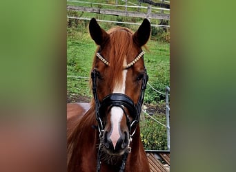 Poney de selle allemand, Hongre, 4 Ans, 155 cm, Alezan