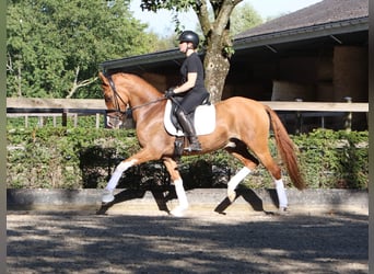 Poney de selle allemand, Hongre, 4 Ans, 155 cm, Alezan