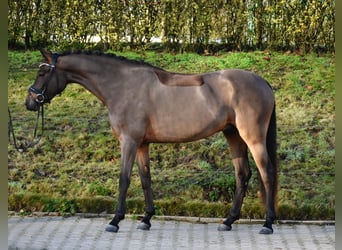 Poney de selle allemand, Hongre, 4 Ans, 156 cm, Bai
