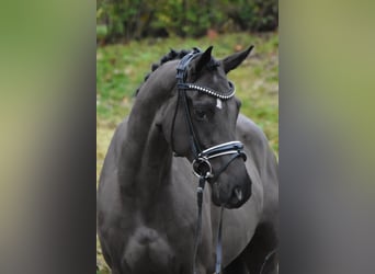 Poney de selle allemand, Hongre, 4 Ans, 156 cm, Noir