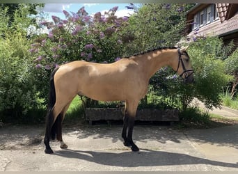 Poney de selle allemand, Hongre, 4 Ans, 158 cm, Buckskin