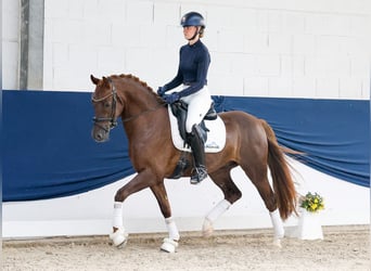 Poney de selle allemand, Hongre, 4 Ans, Alezan brûlé