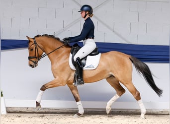 Poney de selle allemand, Hongre, 4 Ans, Isabelle