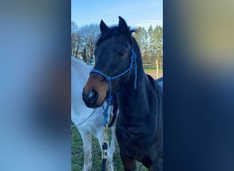 Poney de selle allemand, Hongre, 5 Ans, 138 cm, Bai brun