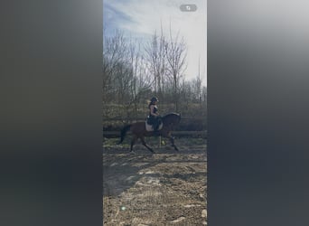 Poney de selle allemand, Hongre, 5 Ans, 143 cm, Bai