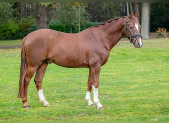 Poney de selle allemand, Hongre, 5 Ans, 145 cm, Alezan brûlé