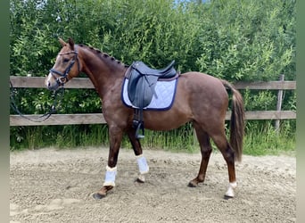 Poney de selle allemand, Hongre, 5 Ans, 145 cm, Alezan brûlé