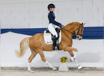 Poney de selle allemand, Hongre, 5 Ans, 145 cm, Alezan