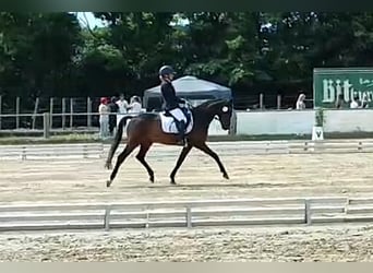 Poney de selle allemand, Hongre, 5 Ans, 145 cm, Bai