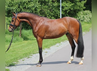 Poney de selle allemand, Hongre, 5 Ans, 145 cm, Bai