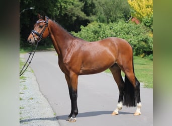Poney de selle allemand, Hongre, 5 Ans, 145 cm, Bai