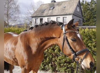 Poney de selle allemand, Hongre, 5 Ans, 145 cm, Bai