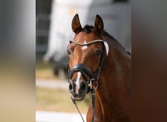 Poney de selle allemand, Hongre, 5 Ans, 145 cm