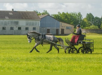 Poney de selle allemand, Hongre, 5 Ans, 145 cm, Gris