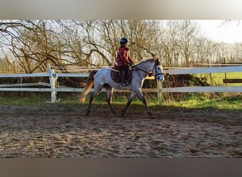Poney de selle allemand, Hongre, 5 Ans, 145 cm, Gris