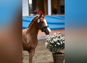 Poney de selle allemand, Hongre, 5 Ans, 147 cm, Alezan