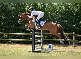Poney de selle allemand, Hongre, 5 Ans, 147 cm, Alezan