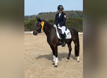 Poney de selle allemand, Hongre, 5 Ans, 147 cm, Bai brun foncé