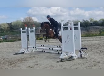 Poney de selle allemand, Hongre, 5 Ans, 147 cm, Bai