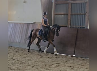 Poney de selle allemand, Hongre, 5 Ans, 147 cm, Bai