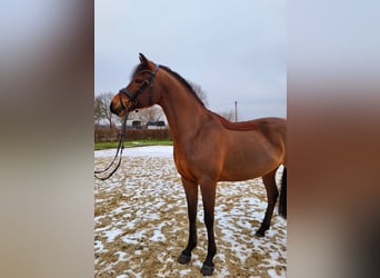 Poney de selle allemand, Hongre, 5 Ans, 147 cm, Bai