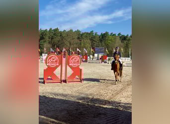 Poney de selle allemand, Hongre, 5 Ans, 148 cm, Alezan brûlé