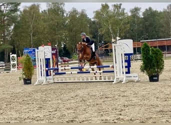 Poney de selle allemand, Hongre, 5 Ans, 148 cm, Alezan brûlé