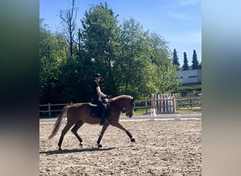 Poney de selle allemand, Hongre, 5 Ans, 148 cm, Alezan