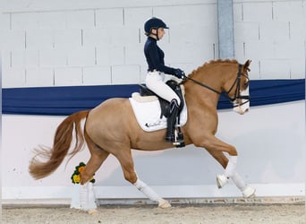 Poney de selle allemand, Hongre, 5 Ans, 148 cm, Alezan