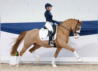 Poney de selle allemand, Hongre, 5 Ans, 148 cm, Alezan