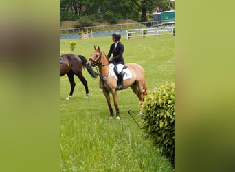 Poney de selle allemand, Hongre, 5 Ans, 148 cm, Alezan