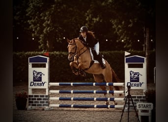Poney de selle allemand, Hongre, 5 Ans, 148 cm, Alezan