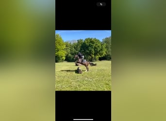 Poney de selle allemand, Hongre, 5 Ans, 148 cm, Bai brun