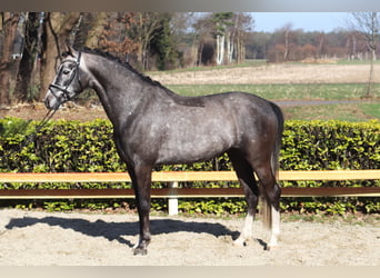 Poney de selle allemand, Hongre, 5 Ans, 148 cm, Gris