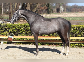 Poney de selle allemand, Hongre, 5 Ans, 148 cm, Gris