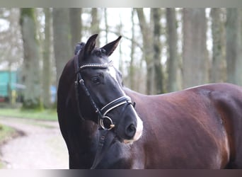 Poney de selle allemand, Hongre, 5 Ans, 148 cm, Noir