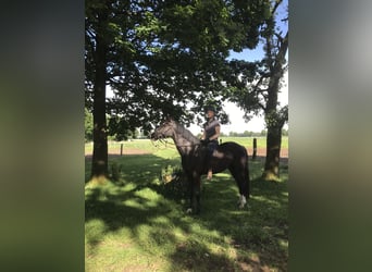 Poney de selle allemand, Hongre, 5 Ans, 148 cm, Noir