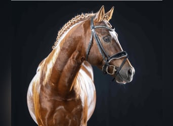 Poney de selle allemand, Hongre, 5 Ans, 149 cm, Alezan brûlé