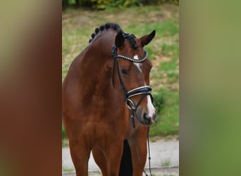 Poney de selle allemand, Hongre, 5 Ans, 149 cm, Bai clair