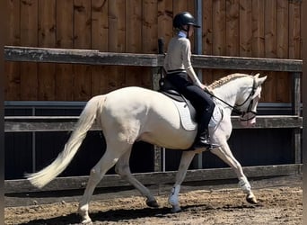 Poney de selle allemand Croisé, Hongre, 5 Ans, 149 cm, Cremello