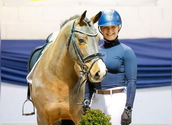 Poney de selle allemand, Hongre, 5 Ans, 150 cm, Bai