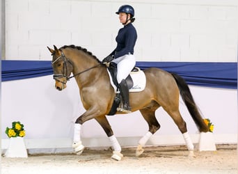 Poney de selle allemand, Hongre, 5 Ans, 150 cm, Bai