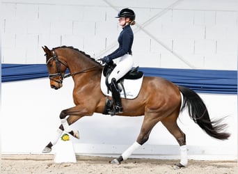 Poney de selle allemand, Hongre, 5 Ans, 151 cm, Bai