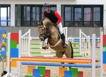 Poney de selle allemand, Hongre, 5 Ans, 151 cm, Buckskin