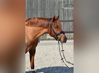 Poney de selle allemand, Hongre, 5 Ans, 152 cm, Alezan