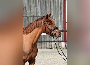 Poney de selle allemand, Hongre, 5 Ans, 152 cm, Alezan