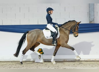 Poney de selle allemand, Hongre, 5 Ans, 152 cm, Bai