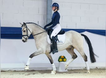 Poney de selle allemand, Hongre, 5 Ans, 154 cm, Isabelle
