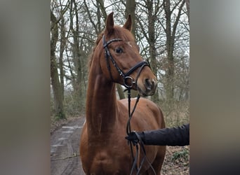 Poney de selle allemand, Hongre, 5 Ans, 154 cm, Pinto