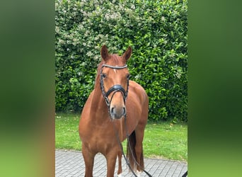 Poney de selle allemand Croisé, Hongre, 5 Ans, 157 cm, Alezan
